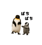 動く！ペンギン親子（個別スタンプ：23）