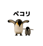 動く！ペンギン親子（個別スタンプ：24）