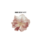 Flower＆AORI（有料）（個別スタンプ：12）