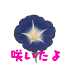 アサガオことば（個別スタンプ：15）