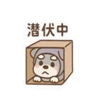 しのびシュナの忍術スタンプ 毎日（個別スタンプ：34）