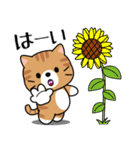 飛び出す！夏の茶トラねこ（個別スタンプ：1）