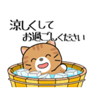 飛び出す！夏の茶トラねこ（個別スタンプ：13）
