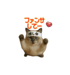 ラグドール子猫の推し活（個別スタンプ：3）