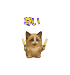 ラグドール子猫の推し活（個別スタンプ：5）