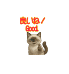 ラグドール子猫の推し活（個別スタンプ：7）