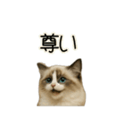 ラグドール子猫の推し活（個別スタンプ：8）