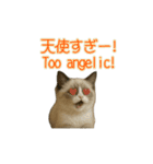 ラグドール子猫の推し活（個別スタンプ：10）