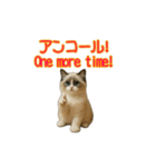 ラグドール子猫の推し活（個別スタンプ：13）