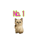 ラグドール子猫の推し活（個別スタンプ：15）