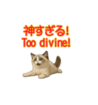 ラグドール子猫の推し活（個別スタンプ：16）