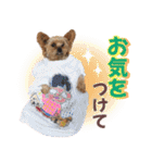 Cuteなアイちゃんスタンプ（個別スタンプ：12）
