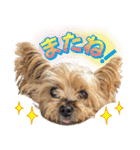 Cuteなアイちゃんスタンプ（個別スタンプ：16）