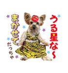 Cuteなアイちゃんスタンプ（個別スタンプ：24）