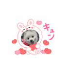 Cherry animation（個別スタンプ：8）