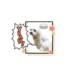 マルチーズ♡毎日使える①      まるお（個別スタンプ：8）