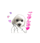 マルチーズ♡毎日使える①      まるお（個別スタンプ：11）