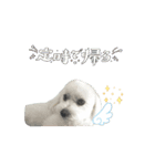 マルチーズ♡毎日使える①      まるお（個別スタンプ：12）