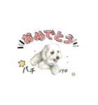 マルチーズ♡毎日使える①      まるお（個別スタンプ：16）
