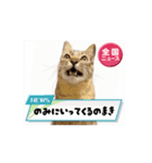 お酒とネコ好きな日常会話 39（個別スタンプ：10）