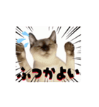お酒とネコ好きな日常会話 39（個別スタンプ：12）