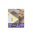 ちゃぴもかすみこ第6弾（個別スタンプ：10）