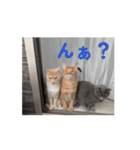ちゃぴもかすみこ第6弾（個別スタンプ：11）