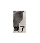 ちゃぴもかすみこ第6弾（個別スタンプ：12）