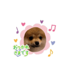 ぽめもか。（個別スタンプ：8）