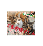 わらびとつむ（個別スタンプ：3）