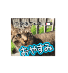 わらびとつむ（個別スタンプ：4）