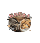 わらびとつむ（個別スタンプ：6）