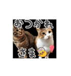 わらびとつむ（個別スタンプ：10）