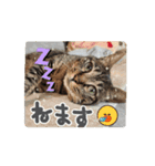 わらびとつむ（個別スタンプ：11）