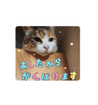 わらびとつむ（個別スタンプ：14）