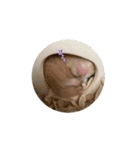 お歳暮のハムたち（個別スタンプ：3）