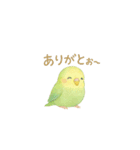 ゆるふわインコちゃん♡（個別スタンプ：15）