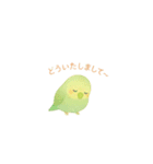 ゆるふわインコちゃん♡（個別スタンプ：16）