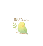 ゆるふわインコちゃん♡（個別スタンプ：25）