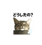 大豆ちゃん_猫スタンプ（個別スタンプ：5）