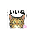 大豆ちゃん_猫スタンプ（個別スタンプ：7）