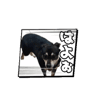 動くかんべえ（個別スタンプ：1）