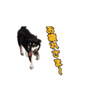 動くかんべえ（個別スタンプ：3）
