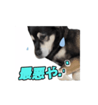 動くかんべえ（個別スタンプ：16）