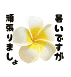 ❤️動くプルメリアと大きな文字のご挨拶❤️（個別スタンプ：9）