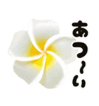 ❤️動くプルメリアと大きな文字のご挨拶❤️（個別スタンプ：15）