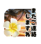 ❤️動くプルメリアと大きな文字のご挨拶❤️（個別スタンプ：23）