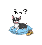 落書きな毎日使えるボストンテリア（個別スタンプ：7）