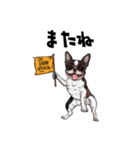 落書きな毎日使えるボストンテリア（個別スタンプ：32）