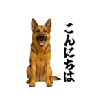 シェパード★毎日使う敬語集シンプル（個別スタンプ：2）